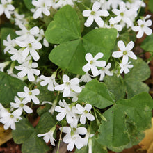 White Oxalis Bulbs for a colorful addition to any planting