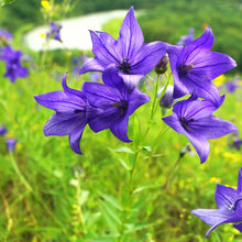 Violet Balloon Seeds (Platycodon grandiflorus) for seasonal color across the Home Urban Garden