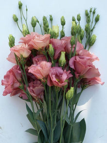 Lisianthus Eustoma Grandiflorum Perennial Seeds grown for floral Arrangements