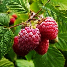 Raspberry Rubus Idaeus Red Seeds known for backyard Berry Edible Landscaping