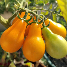 Organic yellow pear tomato seeds (Solanum lycopersicum) for garden planting