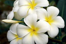 Plumeria Seeds for a colorful addition to any planting