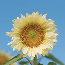 Italian White Sunflower Seeds for gardeners building out beds and borders