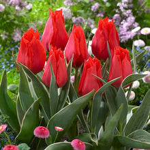 Tulip Tulipa Gesneriana Double Seeds for colorful blooms in the Spring Home Garden Displays