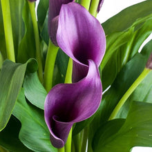 Dark purple calla lily flower seeds