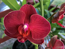 Mixed Phalaenopsis Orchid Seeds for a lasting addition to the landscape
