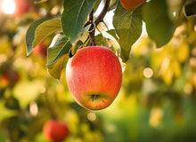 Bonsai apple tree seeds for planting