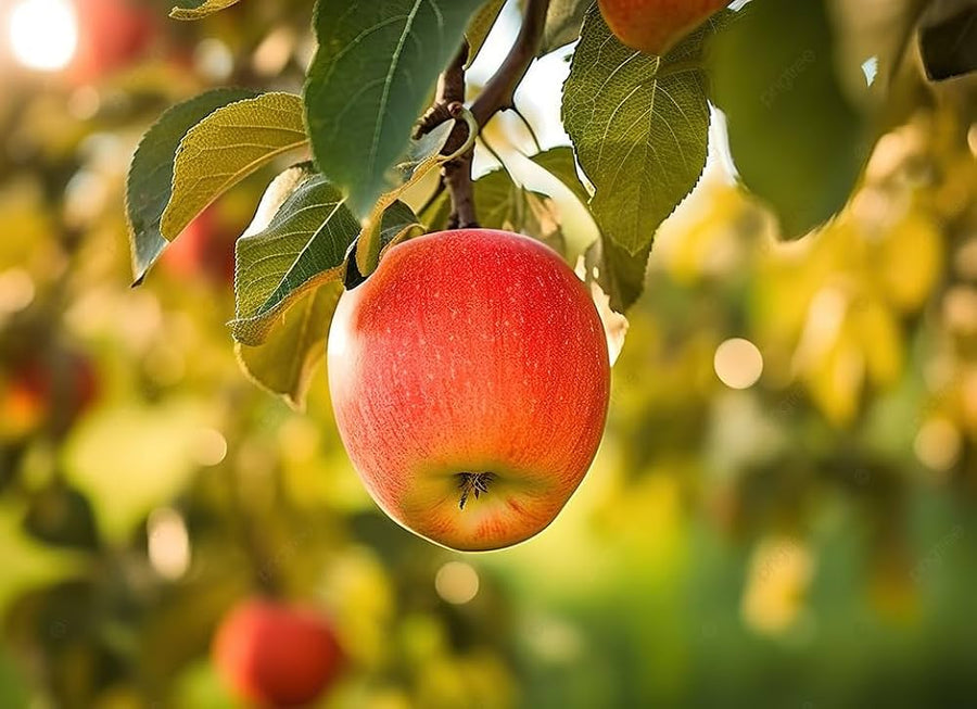 Bonsai apple tree seeds for planting