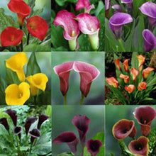Calla Lily Mixed Colors Flower - for planting in home garden