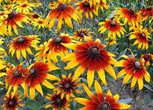 Gloriosa Daisy American Native Wildflower Perennial Seeds for reliable seasonal color
