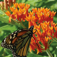 Hohe Orange Hardy Butterfly Weed Seeds for a colorful addition to any planting