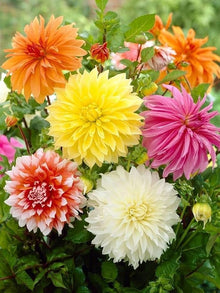 Light Purple New Arrival White & Purple Dahlia Seeds for long-term planting in the yard