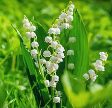 Lily Convallaria Majalis White Lily of the Valley Flower Seeds for Planting – Fragrant Spring Blooms for Shaded Gardens