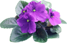 African Violet Saintpaulia Seeds for reliable seasonal color