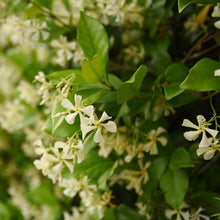 Jasmine Seeds (Jasminum spp.) for seasonal color across the Flower Bed