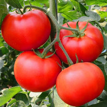 Heirloom Non-GMO Red Boar Tomato Seeds valued by growers for unique, Flavorful Tomatoes