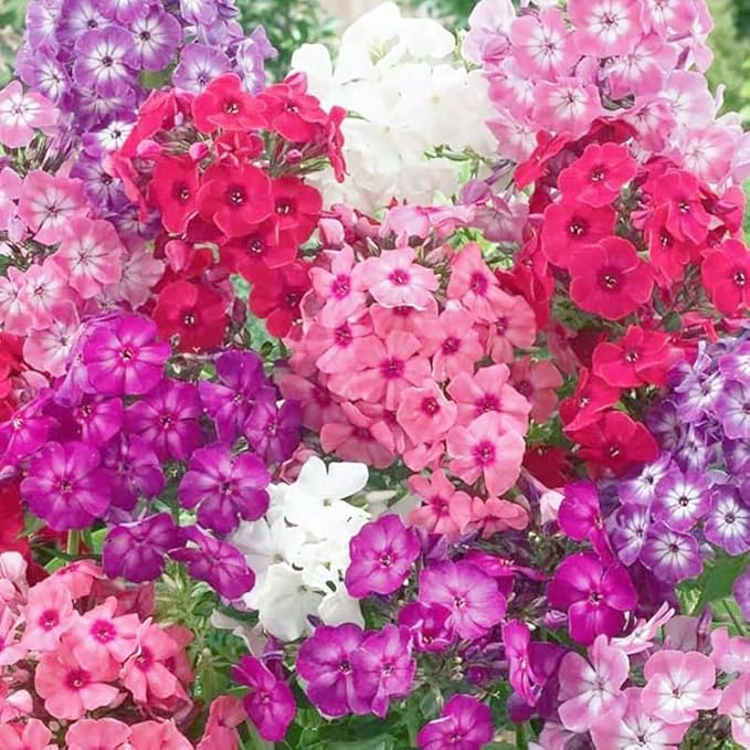 Phlox Mixed Colors Hardy Flower - for planting in home garden