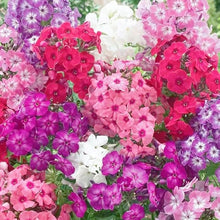 Phlox Mixed Colors Hardy Flower - for planting in home garden