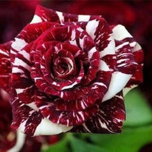 Rose Seeds for growers filling out the Blue Garden
