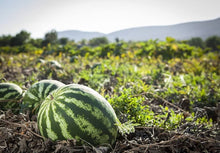 Watermelon Seeds (Citrullus lanatus) for growers stocking the kitchen garden and backyard spaces