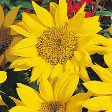 Mini Rainbow Sunflower Seeds for growers seeking a long-blooming display