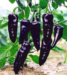 Mixed Color Sweet Bell Hot Pepper Seeds for a productive addition to the vegetable patch