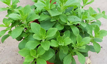 Stevia Tree Seeds for a lasting addition to the landscape