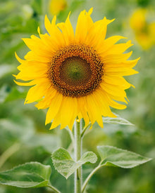 Giant Sunflower Seeds grown for huge Blooming Displays