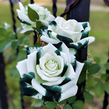 White Black Edge Rose Seeds (Rosa hybrida) for colorful blooms in the home garden and ornamental planting