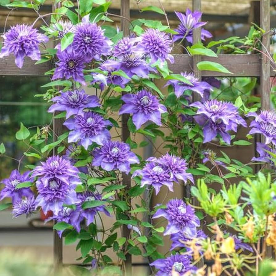 Clematis flower Clematis spp. double blue-purple climbing seeds for planting in garden trellises or fences