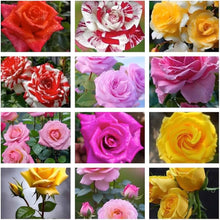 Schöne Agrostemma Rose Plant Seeds for gardeners building out beds and borders