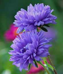 Chrysanthemum perennial Aster Firet bonsai flower seeds for garden and patio