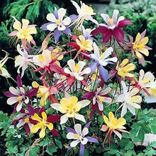 Columbine Seeds (Aquilegia spp.) for growers filling out the Flower Bed & Garden