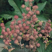 Castor Bean Seeds for growers stocking a kitchen garden