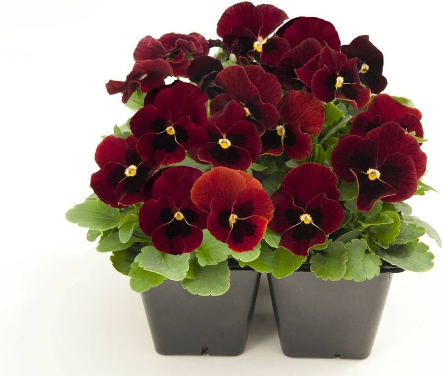 Pansy Semi Delta Pure Rose for garden