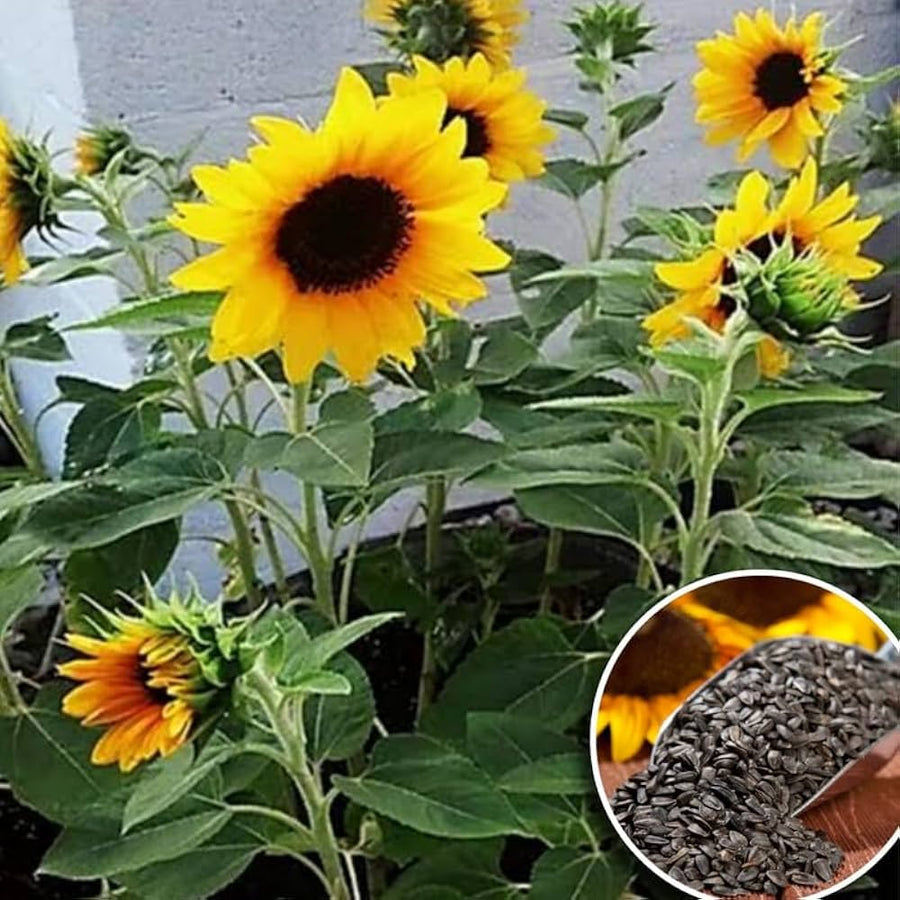 Sunflower seeds for home garden and flower bed