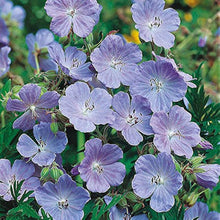 Blue Geranium Seeds (Pelargonium spp.) for colorful blooms in the Flower Garden Bed