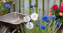 Cornflower Seeds for Ornamental Bonsai Flower Gardens