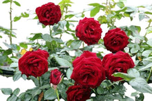 Rose Rosa Hybrida Dwarf Red Tree Plant Seeds for growers establishing the Backyard Garden Beds