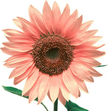White and pink sunflower flower seeds