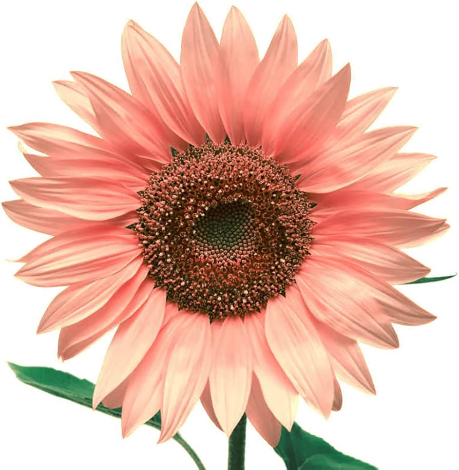 White and pink sunflower flower seeds