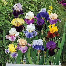 Iris Seeds (Iris germanica) for a lasting display in the Perennial Flower Border