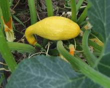 Yellow Crookneck Summer Squash Seeds for growers stocking a kitchen garden