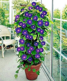 Ipomoea Cairica Morning Glory Seeds for gardeners building out beds and borders