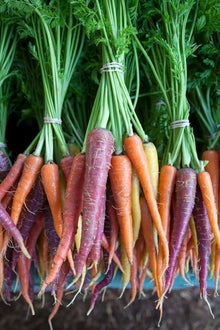 Carrot Paris Market Seeds (Daucus carota) for a reliable harvest in the kitchen garden and planting