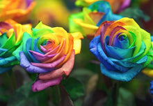 Rainbow Rose Seeds (Rosa species) for colorful blooms in the Flower Bed