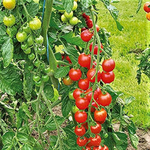Cherry Tomato Seeds for a productive addition to the vegetable patch