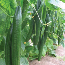 Diamond F Hybrid Cucumber Seeds for growers stocking the Containers, Greenhouses