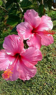 Chinese Rose Seeds (Hibiscus rosa-sinensis) for growers filling out the home gardens