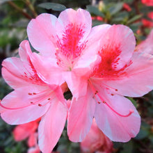 Pink Azalea Rhododendron Seeds for a colorful addition to any planting